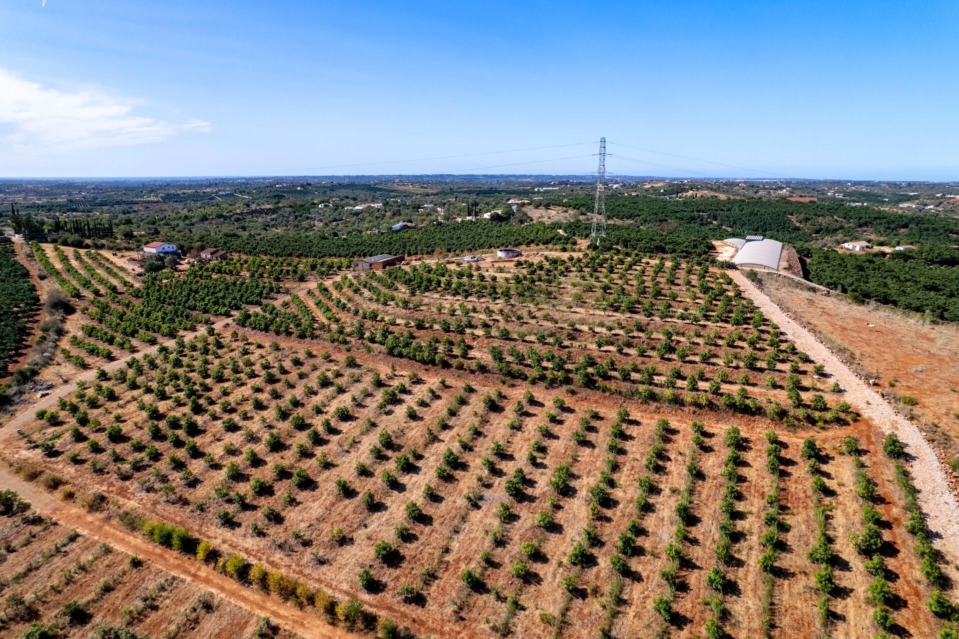Propriété à Vendre à Silves - Faro - Portugal - 6
