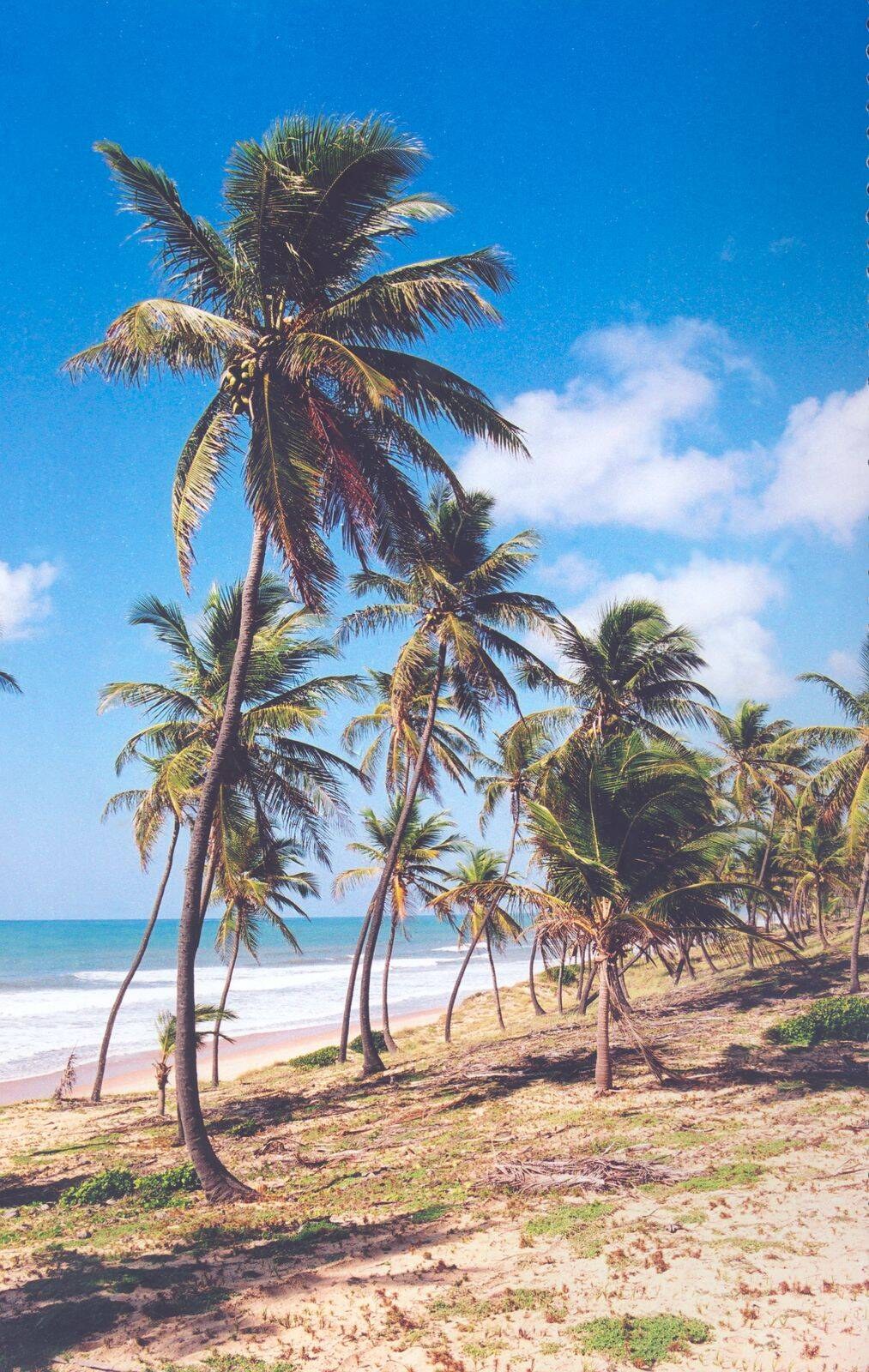 Área à Venda em Conde - Bahia - Brasil - 4