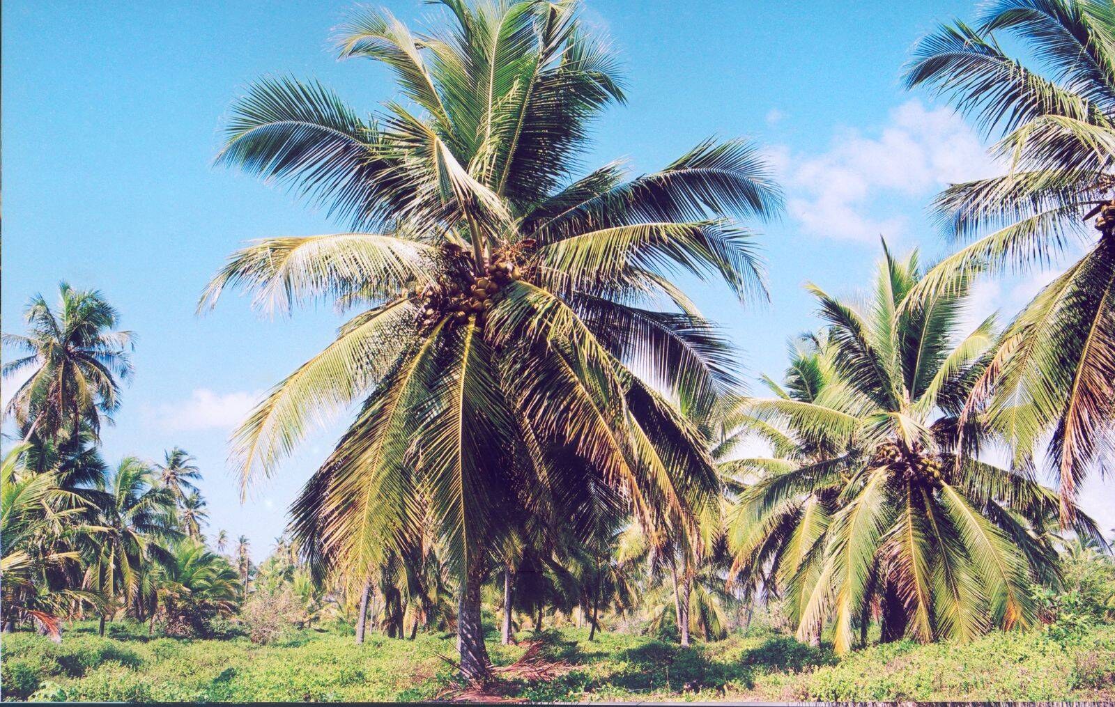 Área à Venda em Conde - Bahia - Brasil - 6