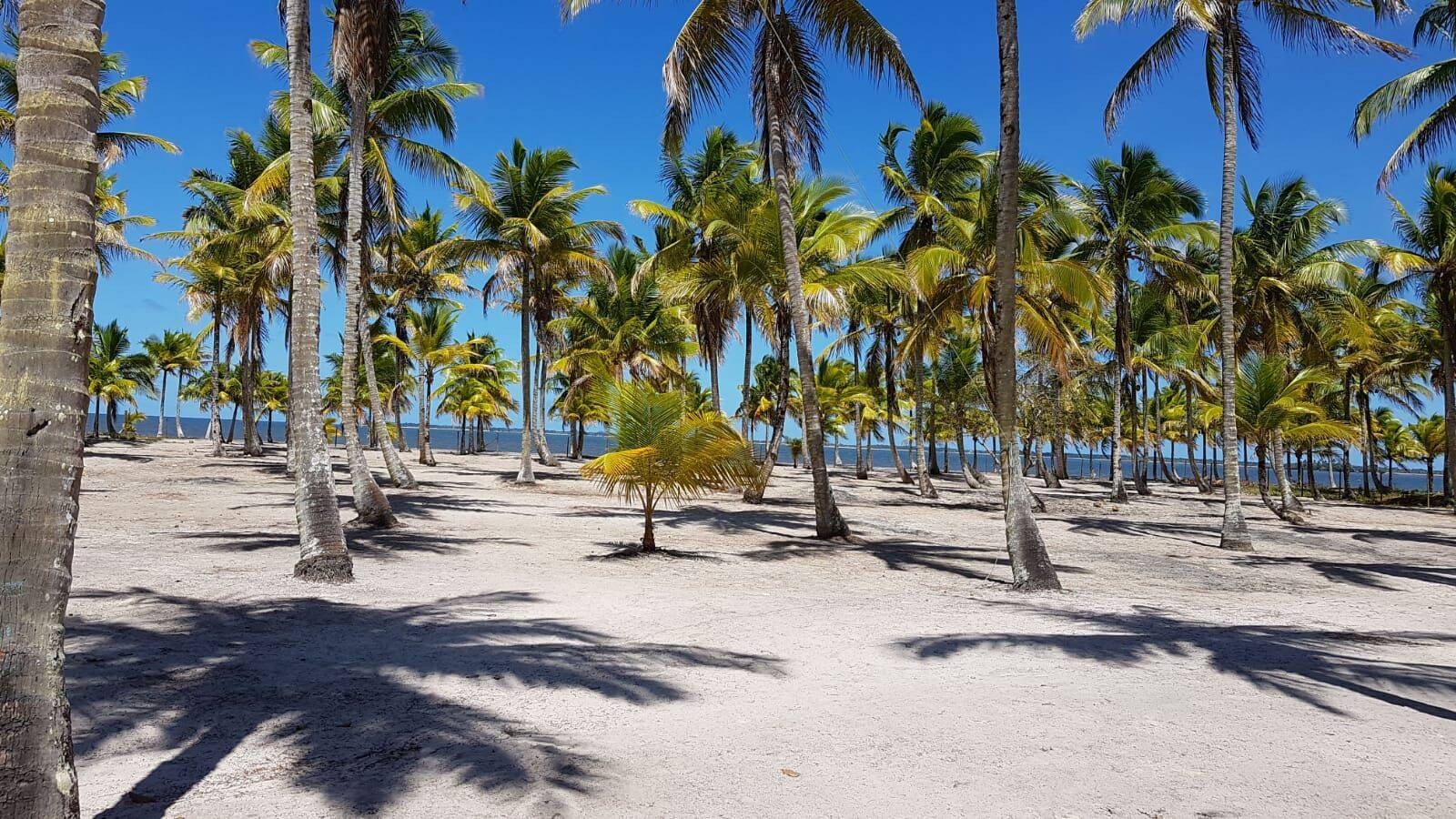 Área à Venda em Igrapiúna - Bahia - Brasil - 1