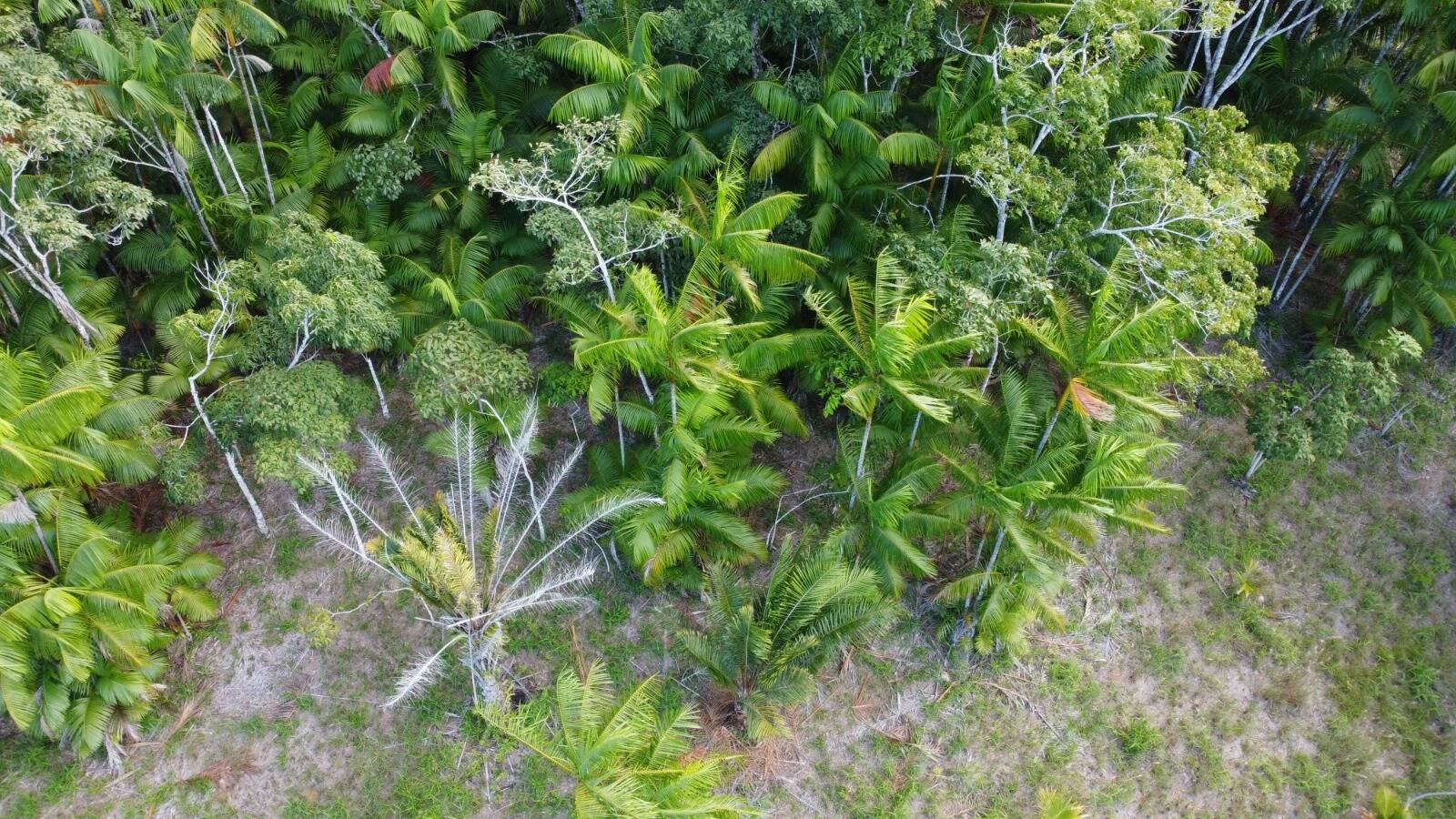 Área à Venda em Itacaré - Bahia - Brasil - 3