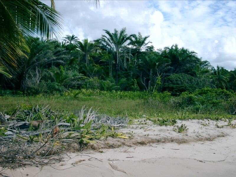 Área à Venda em Ituberá - Bahia - Brasil - 5