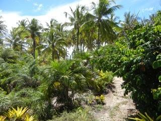 Área à Venda em Maraú - Bahia - Brasil - 2