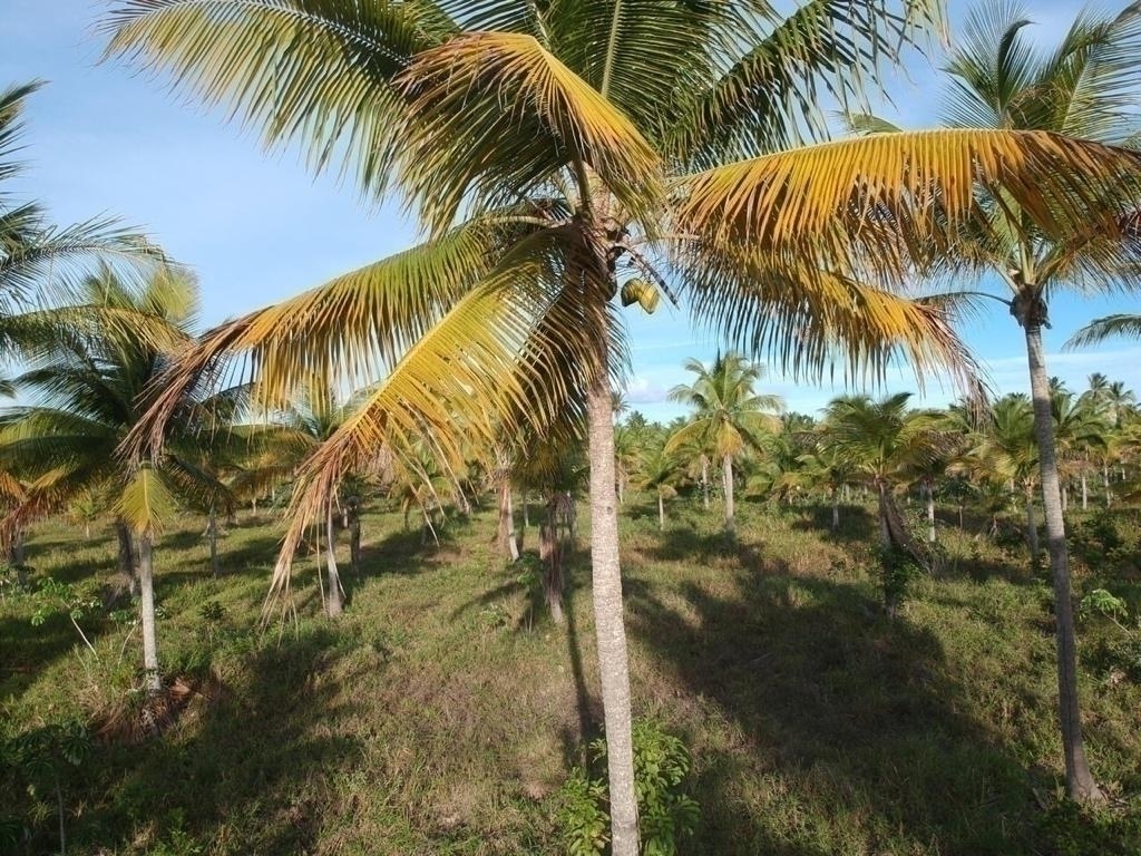 Área à Venda em Maraú - Bahia - Brasil - 8