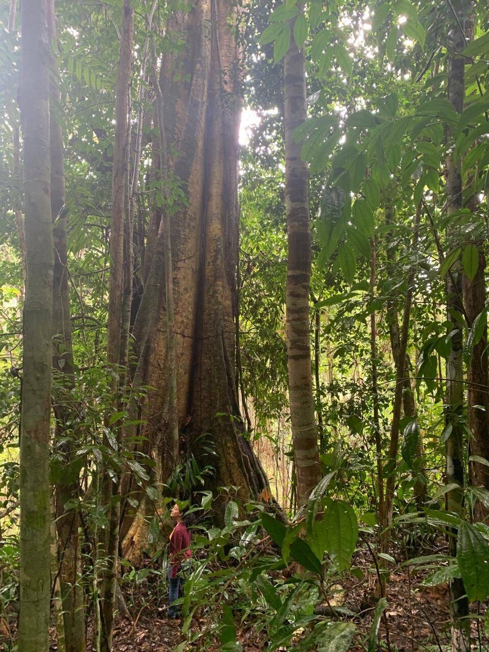 Área à Venda em Uruçuca - Bahia - Brasil - 3