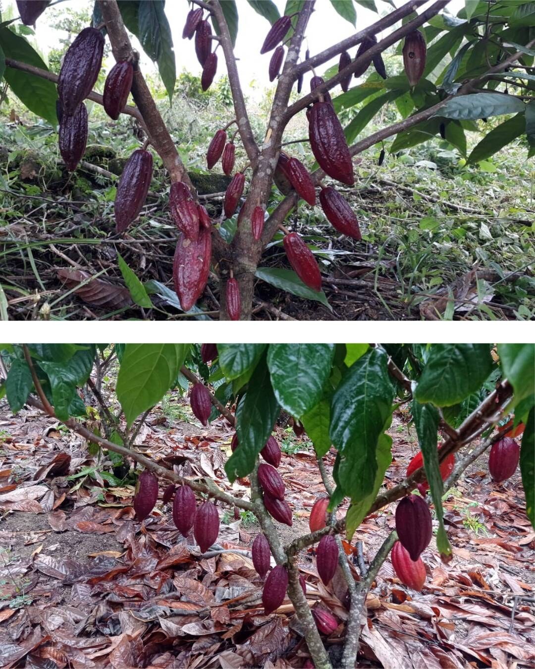 Área à Venda em Uruçuca - Bahia - Brasil - 4