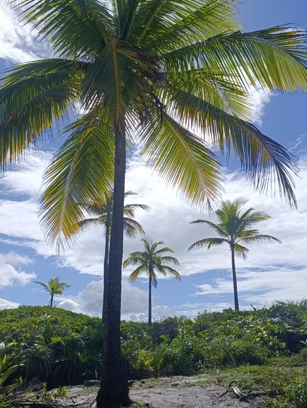 Área à Venda em Uruçuca - Bahia - Brasil - 5