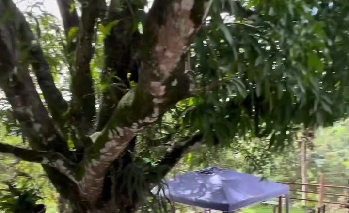 Propriété de campagne (chácara) de 2 Chambres à Vendre près de la Praia do Morro - Guarapari - Espírito Santo - Brésil - 6