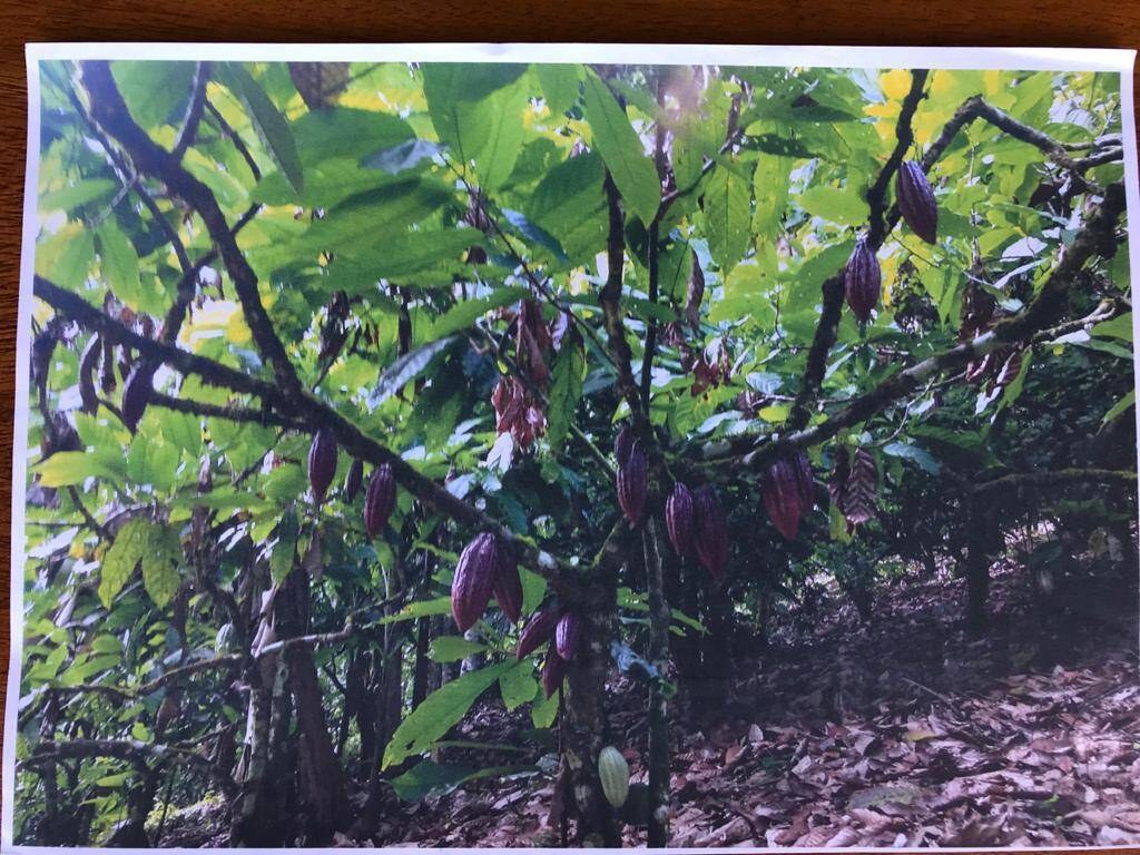 Fazenda à Venda em Itacaré - Bahia - Brasil - 6