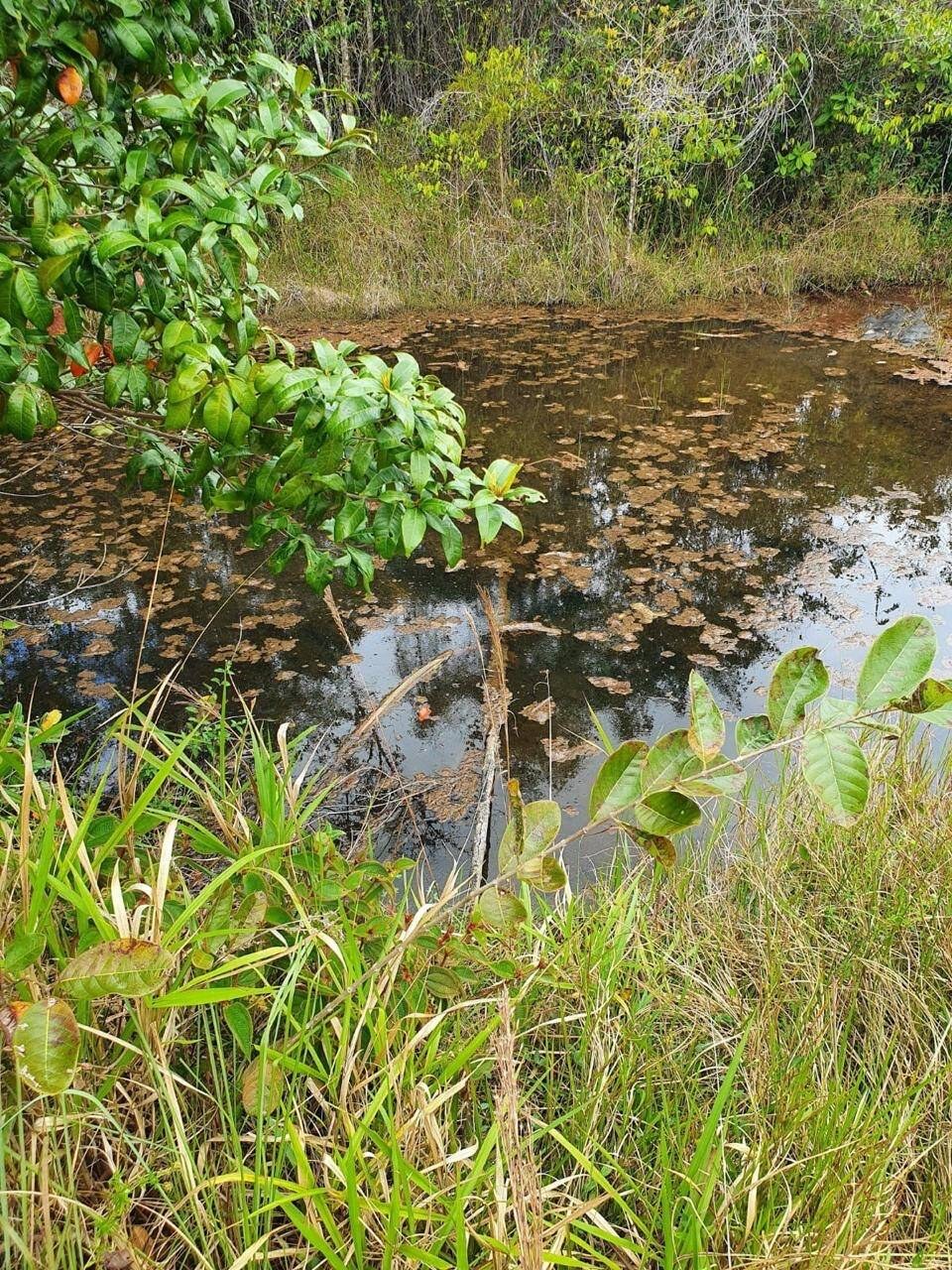 Fazenda à Venda em Uruçuca - Bahia - Brasil - 4