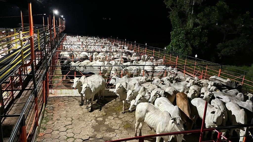 בית מטבחיים מסחרי למכירה בקמפו גרנדה - מאטו גרוסו דו סול - ברזיל - 2