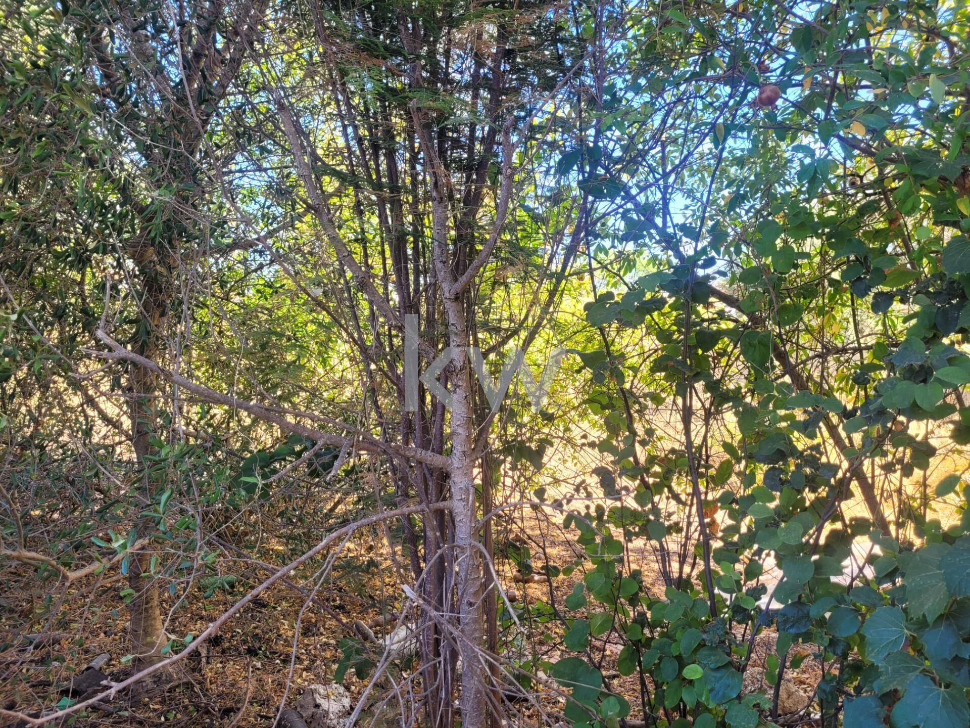 Moradia T5+ à Venda em Silves - Algarve - Portugal - 8