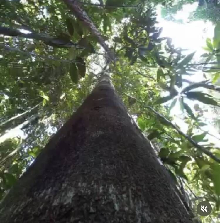 Sítio à Venda em Uruçuca - Bahia - Brasil - 4
