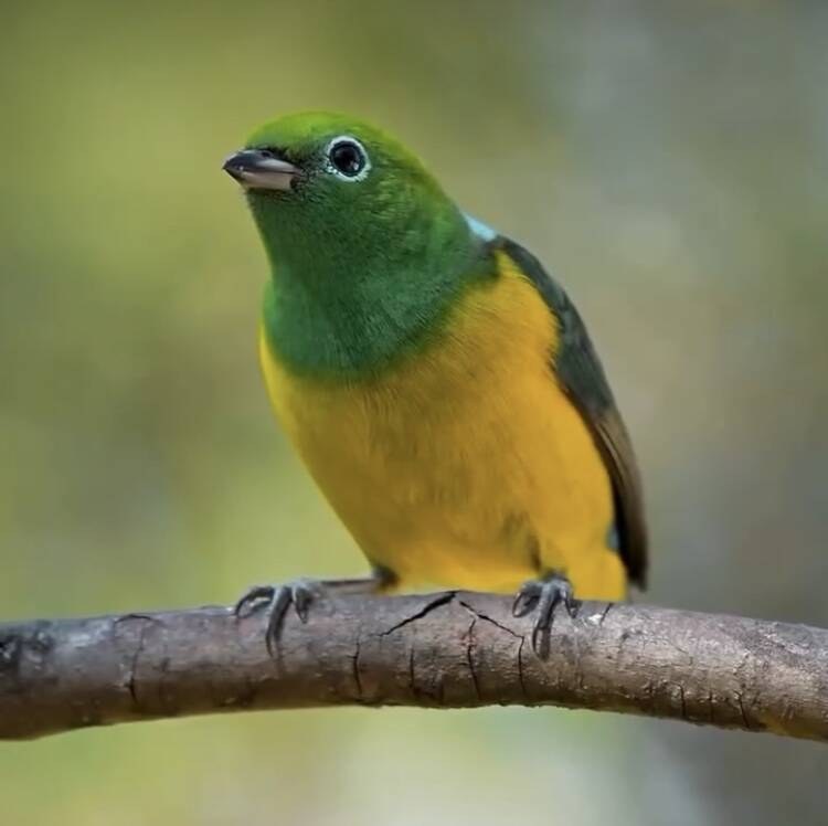Sítio à Venda em Uruçuca - Bahia - Brasil - 5