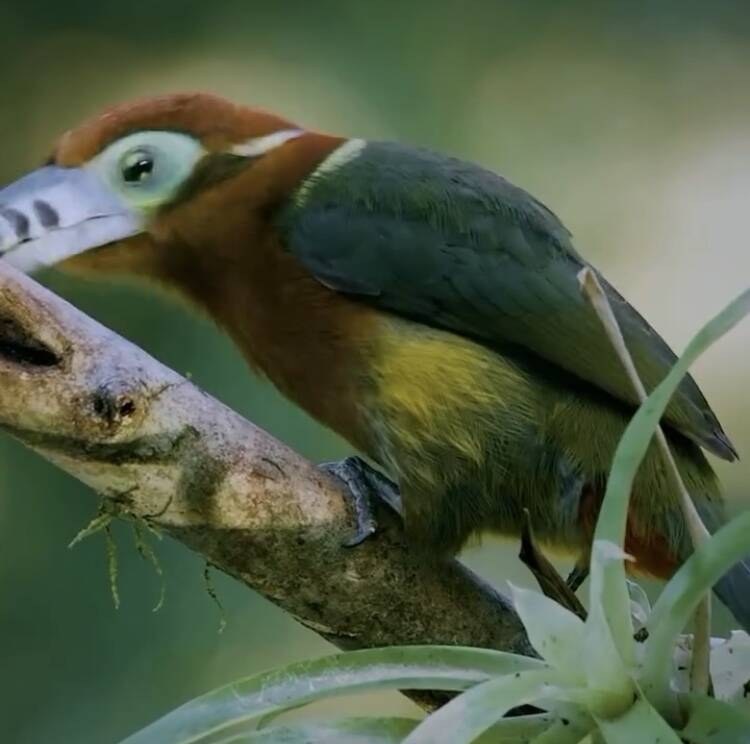 Sítio à Venda em Uruçuca - Bahia - Brasil - 8