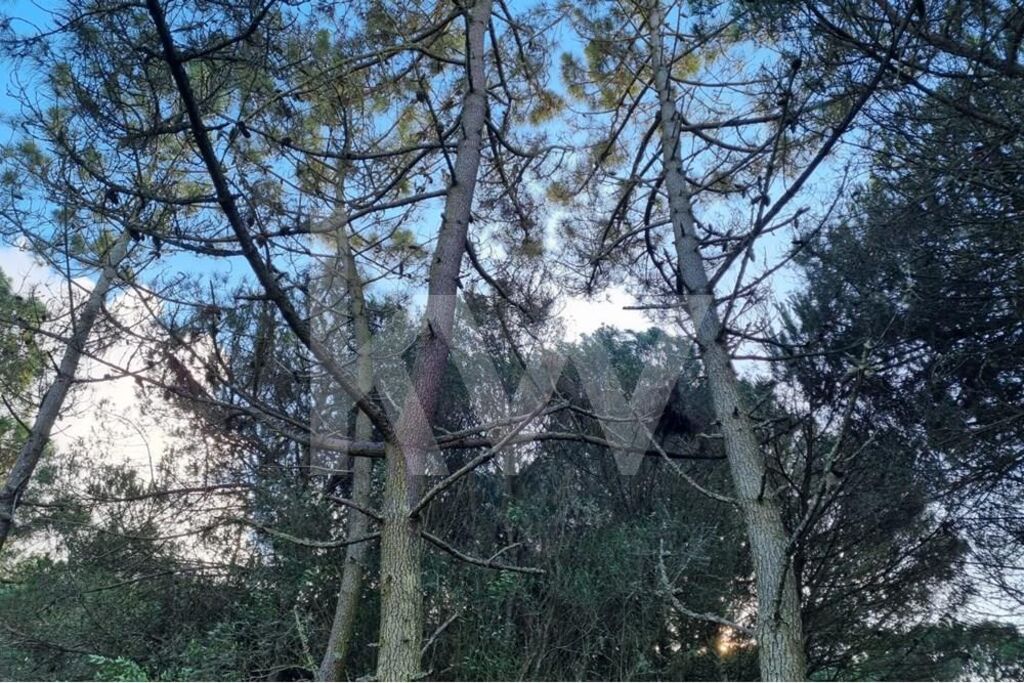 Terreno à Venda em Sintra - Lisboa - Portugal - 6