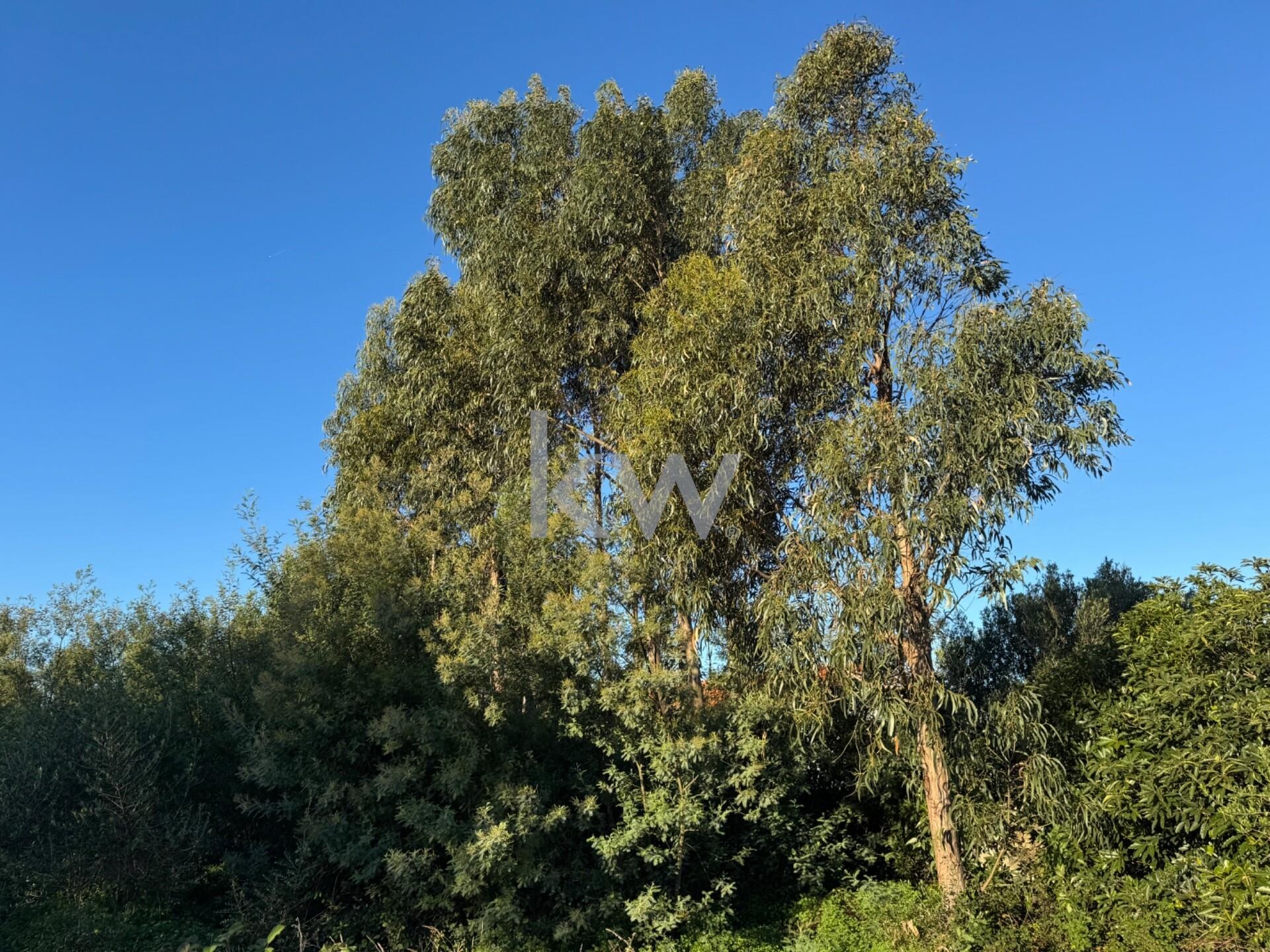 Terreno à Venda em Alcabideche - Lisboa - Portugal - 4