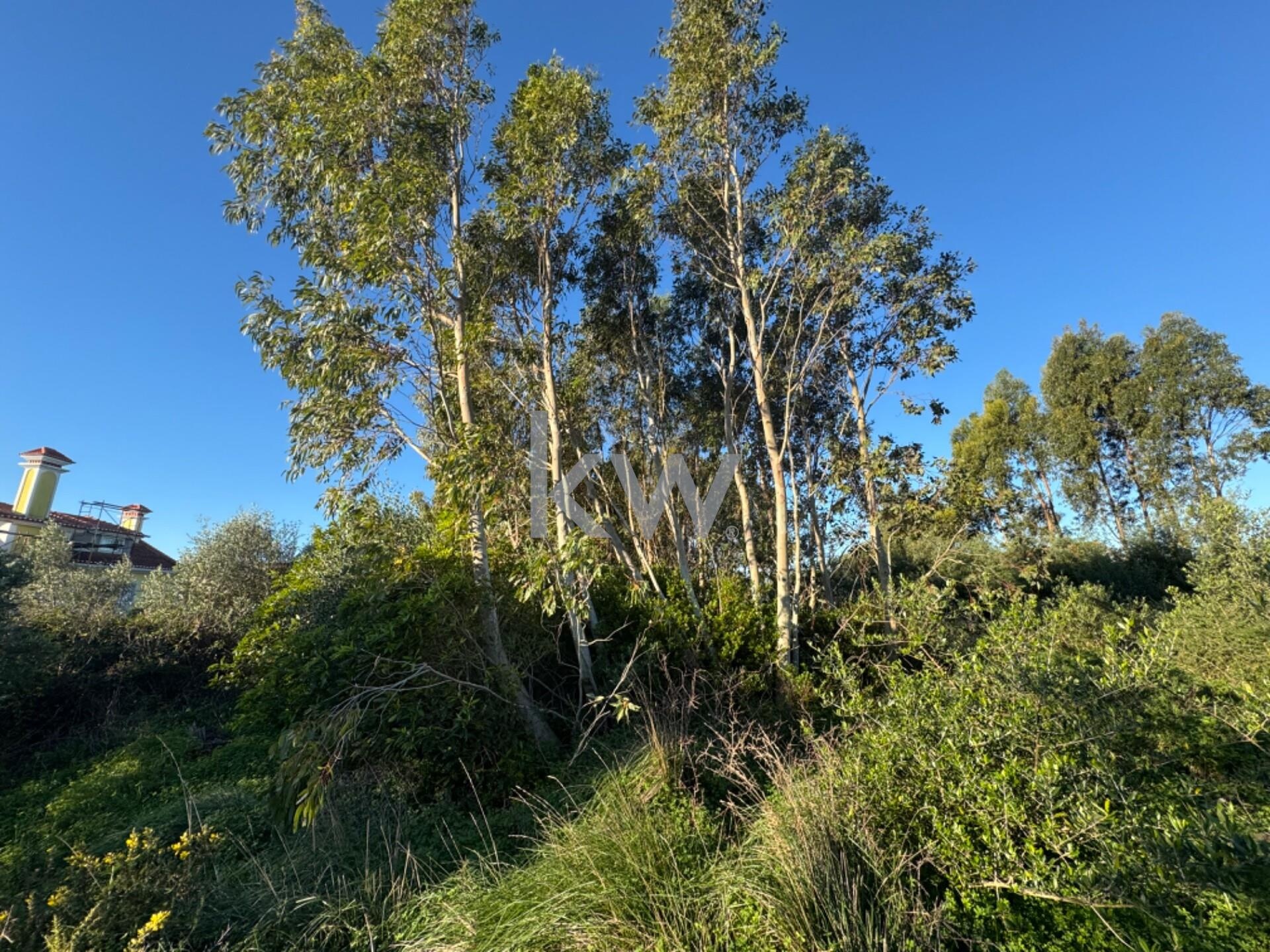 Terreno à Venda em Alcabideche - Lisboa - Portugal - 5