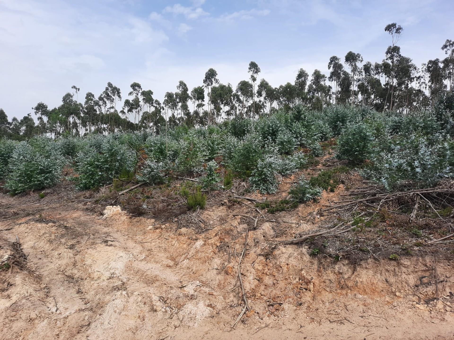 Terreno à Venda em Belas - Lisboa - Portugal - 4