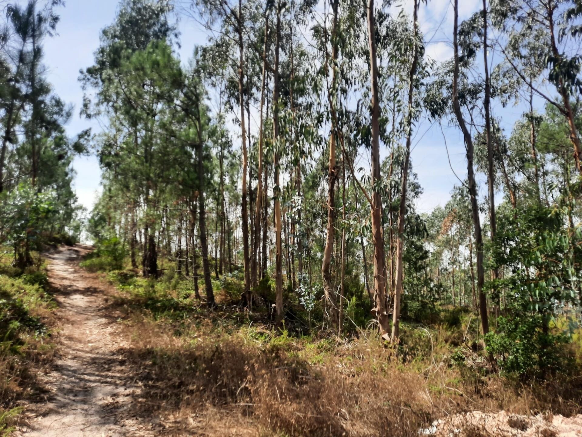 Terreno à Venda em Belas - Lisboa - Portugal - 8