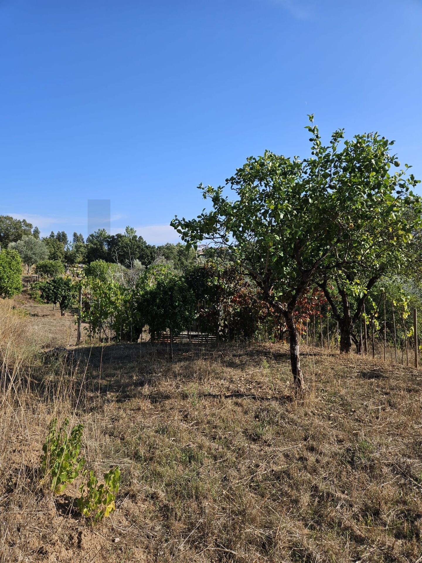 Terreno à Venda em Coimbra - Coimbra - Portugal - 3