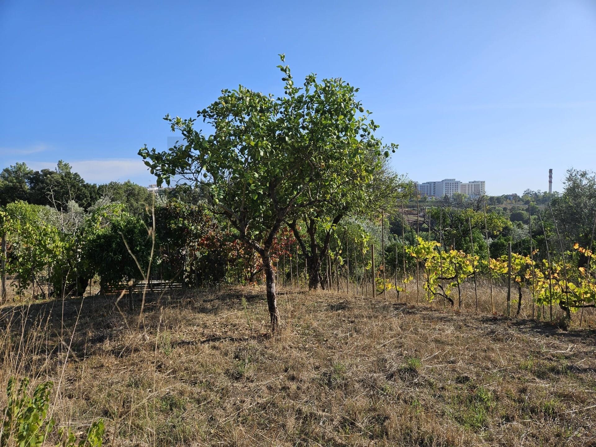 Terreno à Venda em Coimbra - Coimbra - Portugal - 5