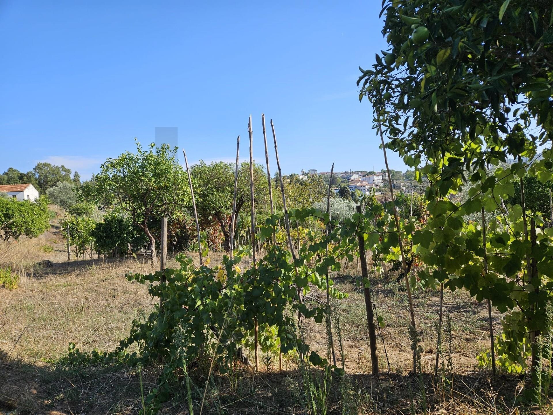 Terreno à Venda em Coimbra - Coimbra - Portugal - 6