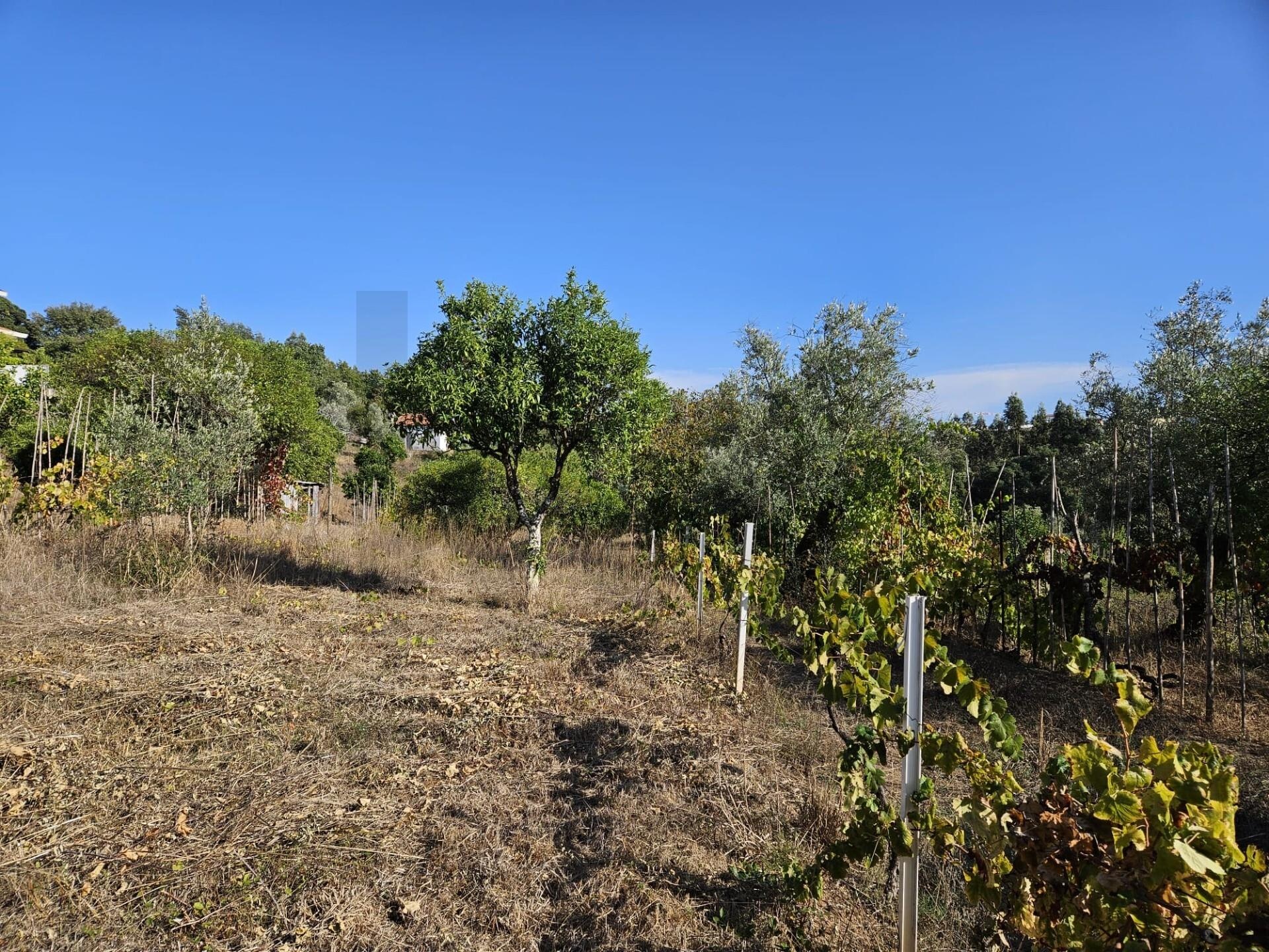Terreno à Venda em Coimbra - Coimbra - Portugal - 8