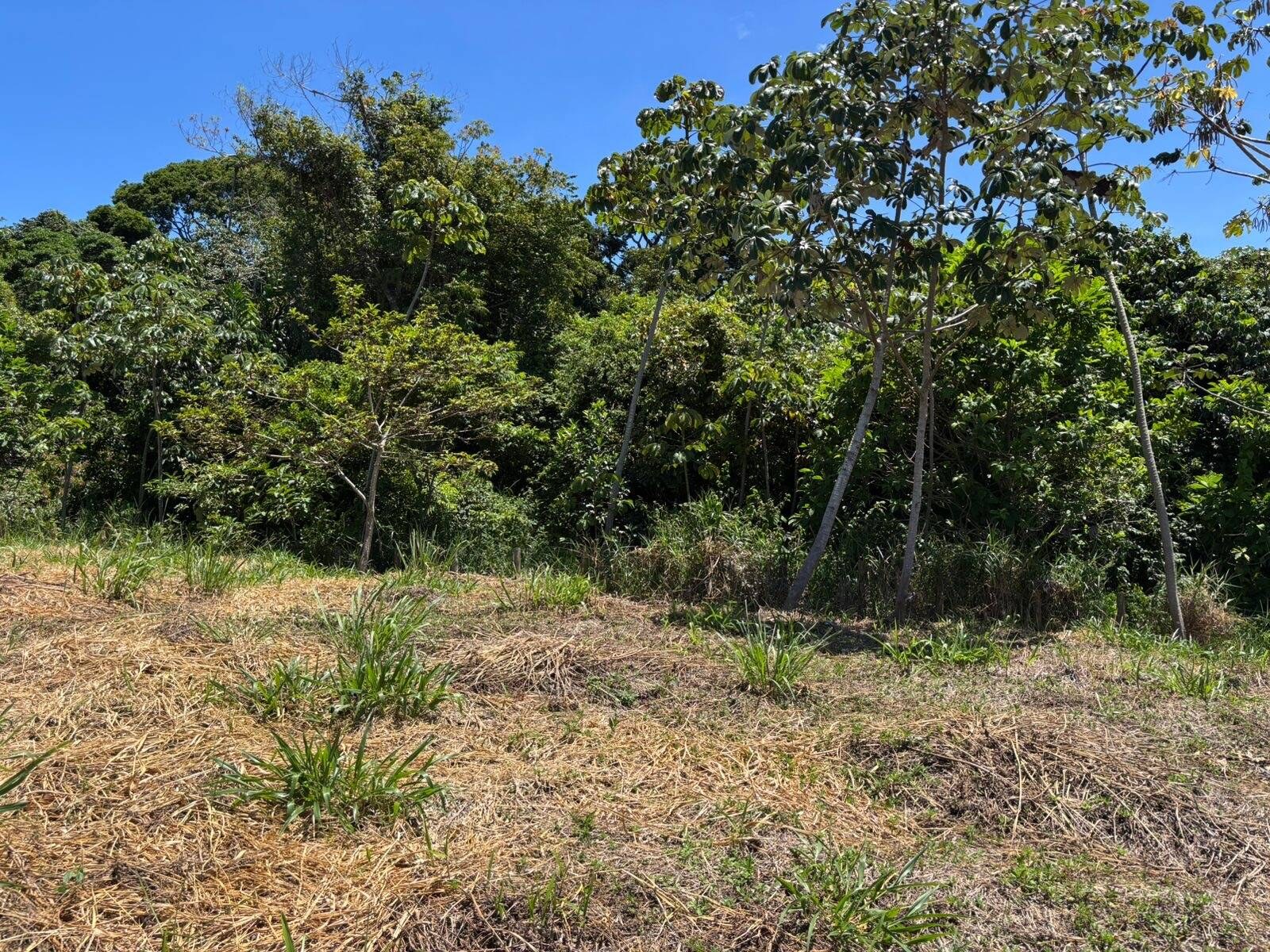 Terreno à Venda em Itacaré - Bahia - Brasil - 2