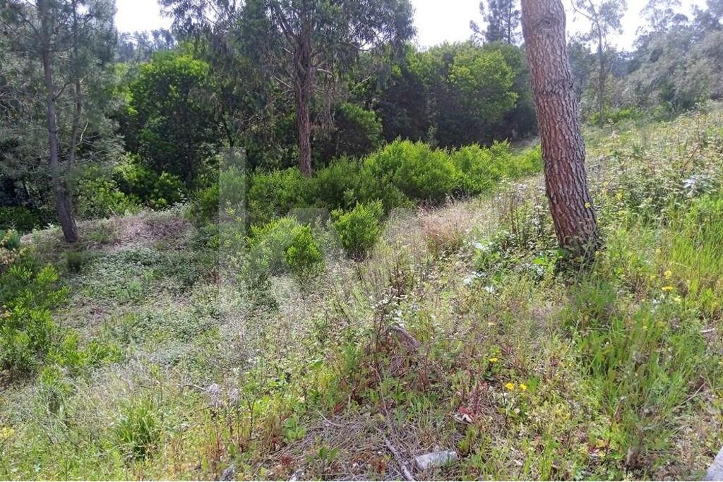 Terreno à Venda em Pombal - Leiria - Portugal - 3