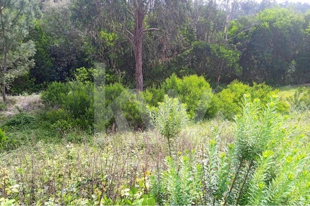 Terreno à Venda em Pombal - Leiria - Portugal - 5
