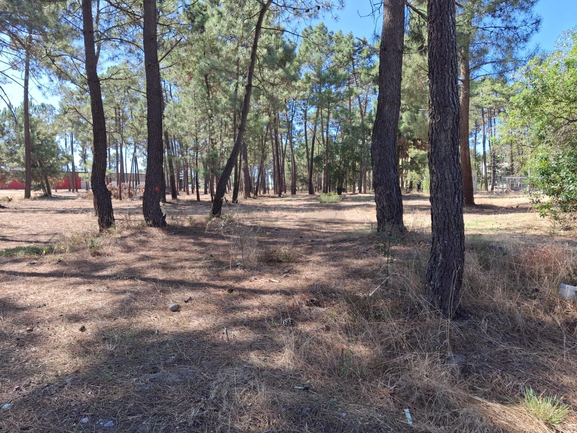 Terreno à Venda em Setúbal - Portugal - 5