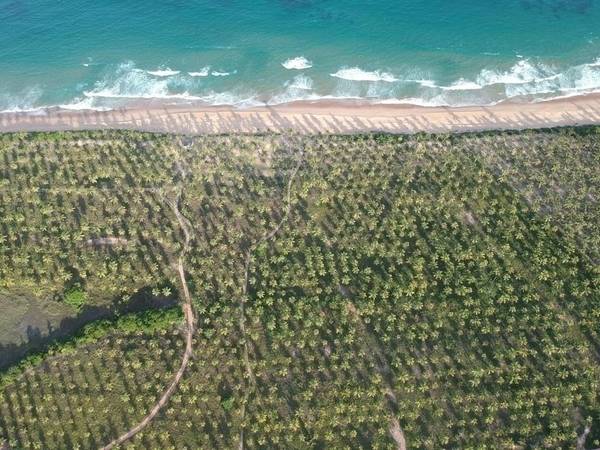 Área à Venda em Maraú - Bahia - Brasil