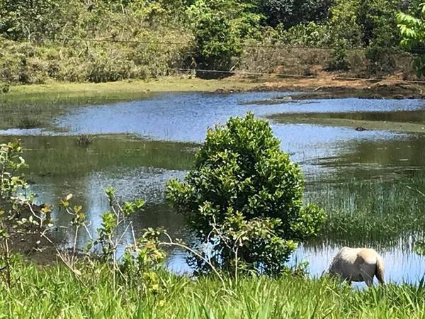 Fazenda à Venda em Itacaré - Bahia - Brasil