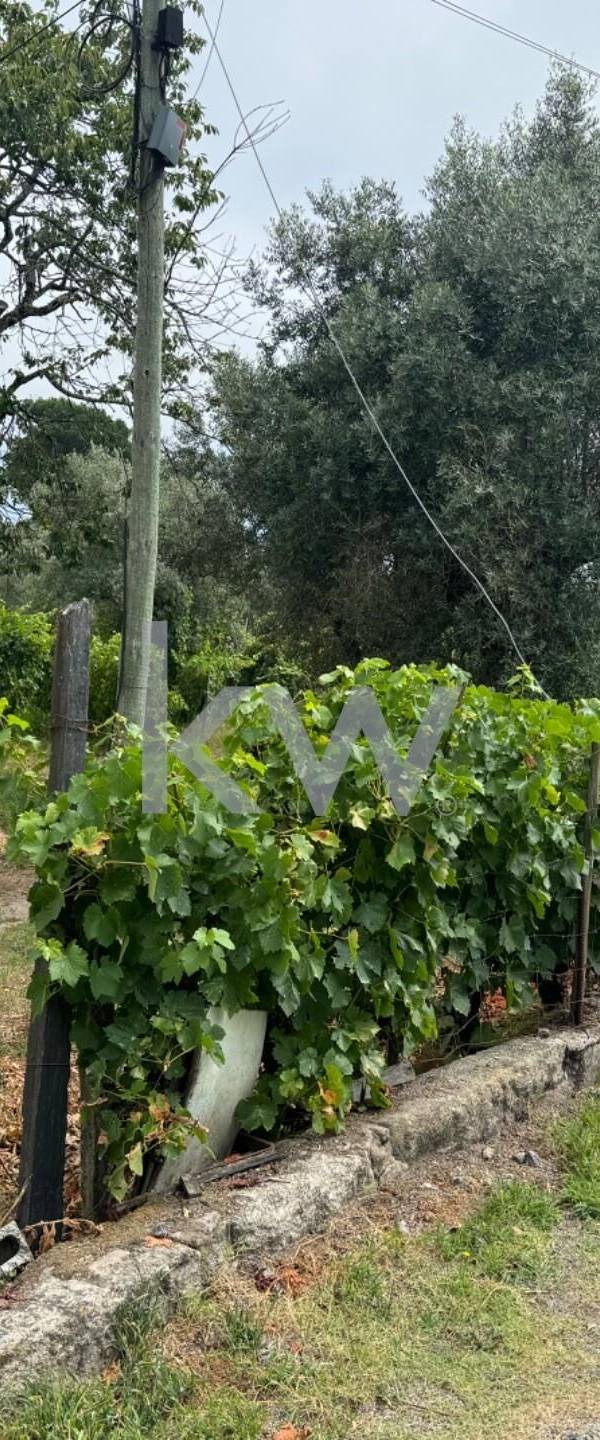 Propriété à Vendre à Viseu - Portugal