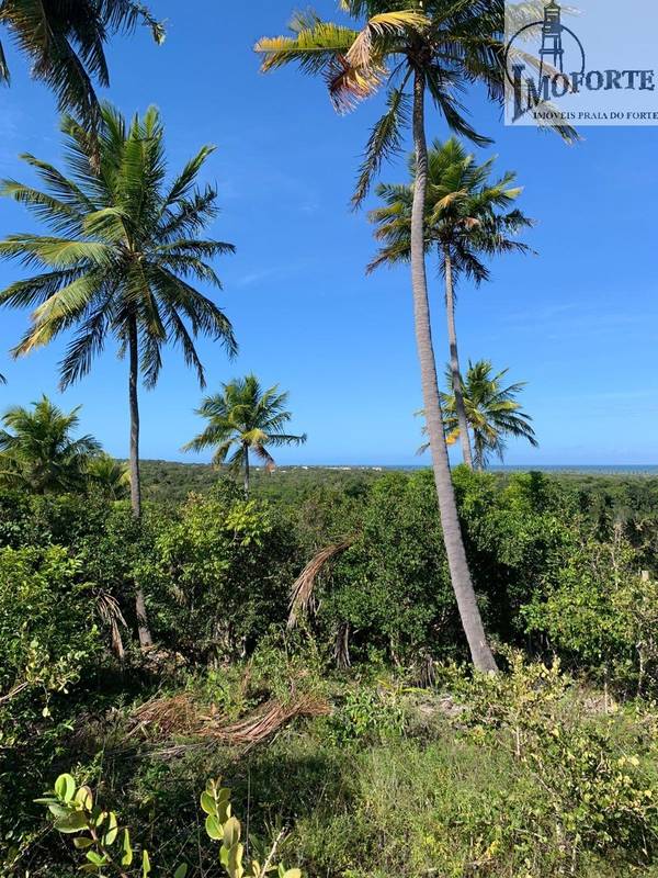 Terreno de 6.000 m² à Venda em Praia do Diogo – Mata de São João – Bahia – Brasil