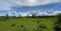 Farm for Sale in Brazil in Flores de Goias in State of Goias