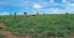 Farm for Sale in Brazil in Coxim in State of Mato Grosso do Sul