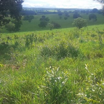 Farm for sale in Brazil