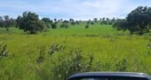 Farm for Sale in Brazil in Flores of Goias in State of Goias