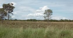 Farm for Sale in Brazil in Flores of Goias in State of Goias