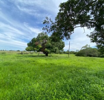 Farm for Sale in Brazil in Flores de Goias in State of Goias