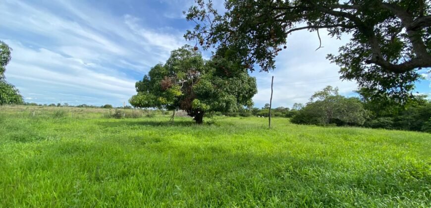 Farm for Sale in Brazil in Flores de Goias in State of Goias